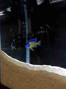 freshwater deep sand bed