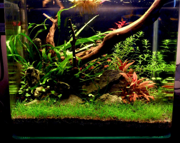 low tech and low cost planted tank biotope one