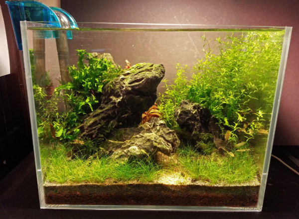 low tech and low cost planted tank biotope one