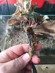 Bucephalandra attached to felt
