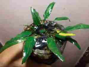 cryptocoryne ferruginea