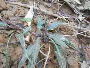 cryptocoryne ferruginea