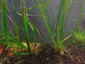 Erio Needle Leaf