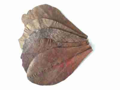 Catappa leaves, also known as Indian almond, make great leaf litter for biotopes.