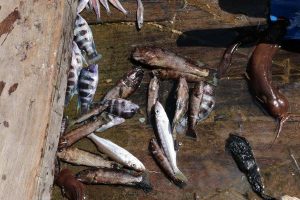 Tanganyikan Fishermen