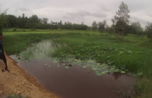 Habitat of wild Betta smaragdin