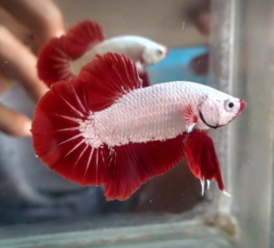 Proper feeding grows the most magnificent Betta. Photo by Defri Ansori.