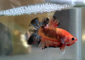 Betta male guarding nest. Photo by Defri Ansori.