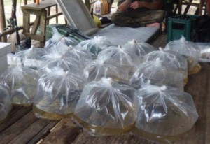 Tropical fish collecting trip with bagged fish.