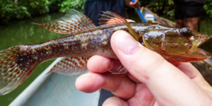 Inspecting the catch during a fish collecting trip.