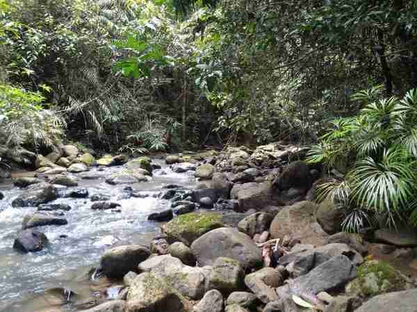 Biotope of East Kalimantan, Indonesia