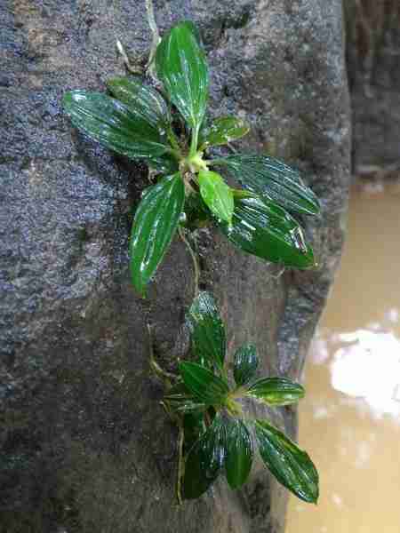Biotope of East Kalimantan, Indonesia
