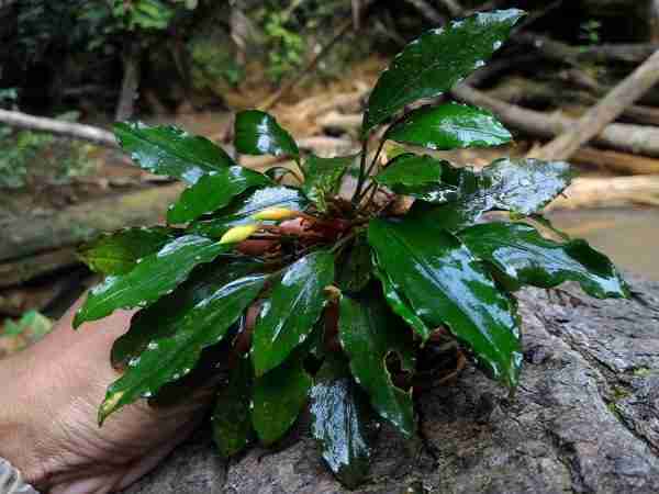 Biotope of East Kalimantan, Indonesia