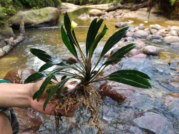 Biotope of East Kalimantan, Indonesia