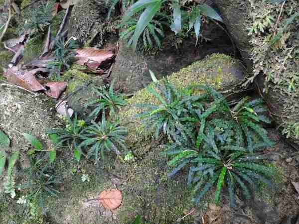 Biotope of East Kalimantan, Indonesia