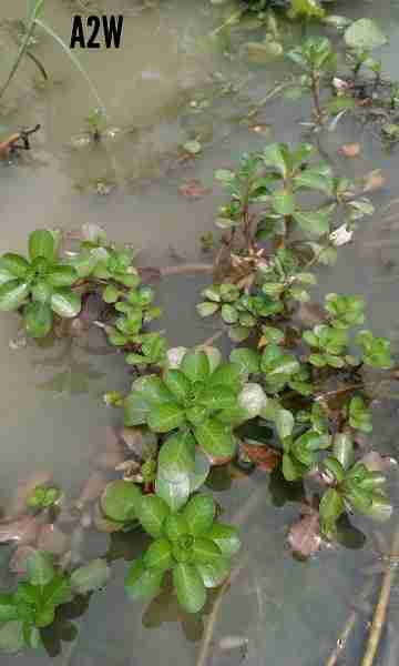 Ludvigia adscendens Fazal