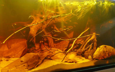 Blackwater biotope aquarium - Photo: Benjamin Weidner