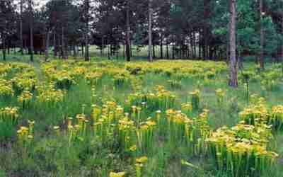 sarracenia_flava-JamesHenderson