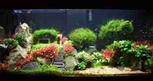 aquascaping archives biotope one