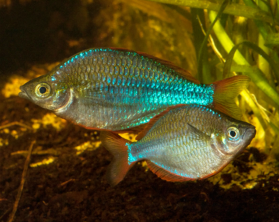west papua neon rainbow
